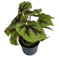 Begonia cruz de hierro