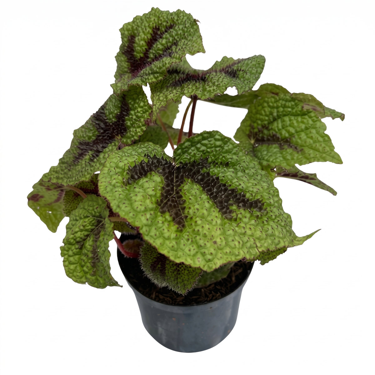 Begonia cruz de hierro