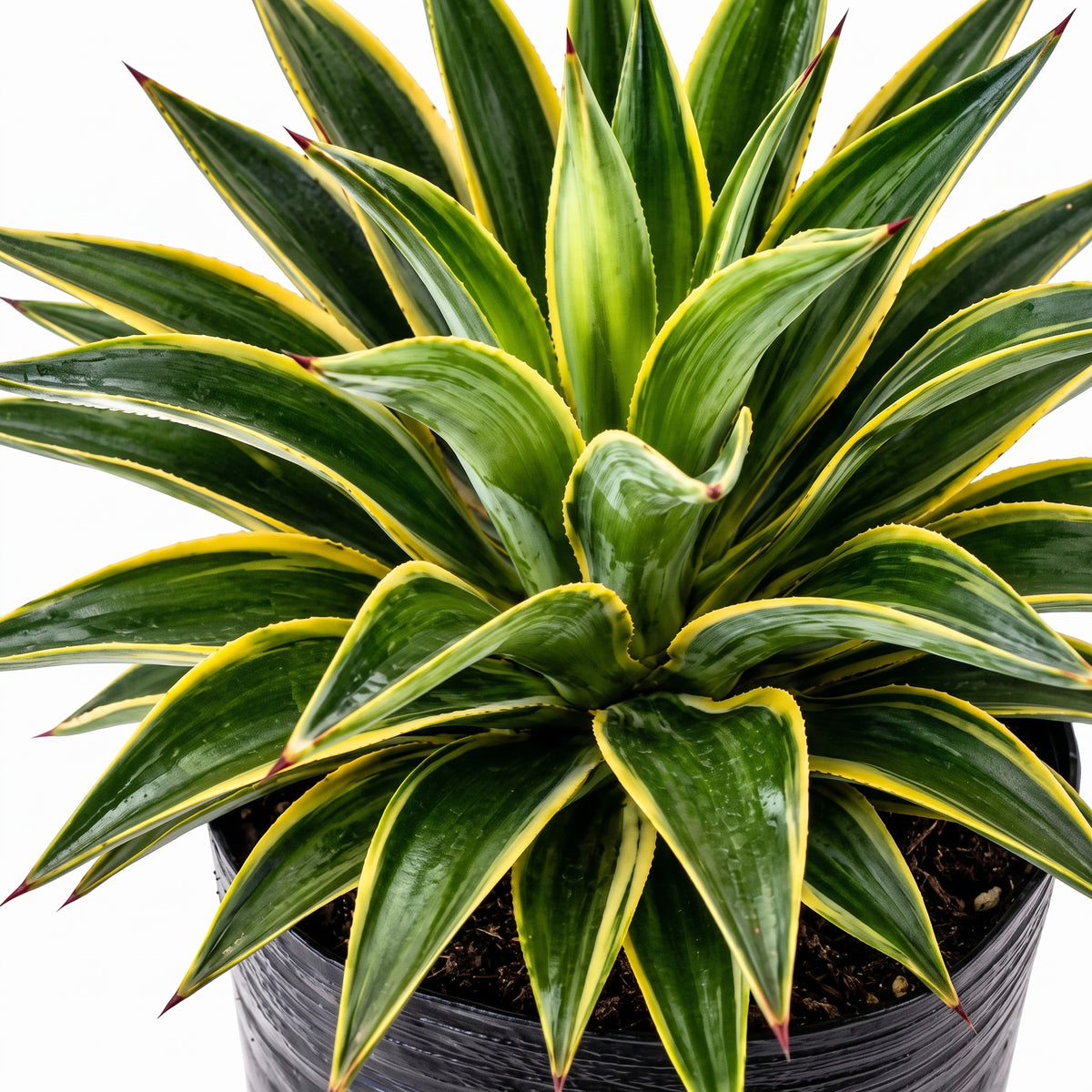 Agave variegado — foto 2