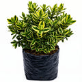 Hebe variegado