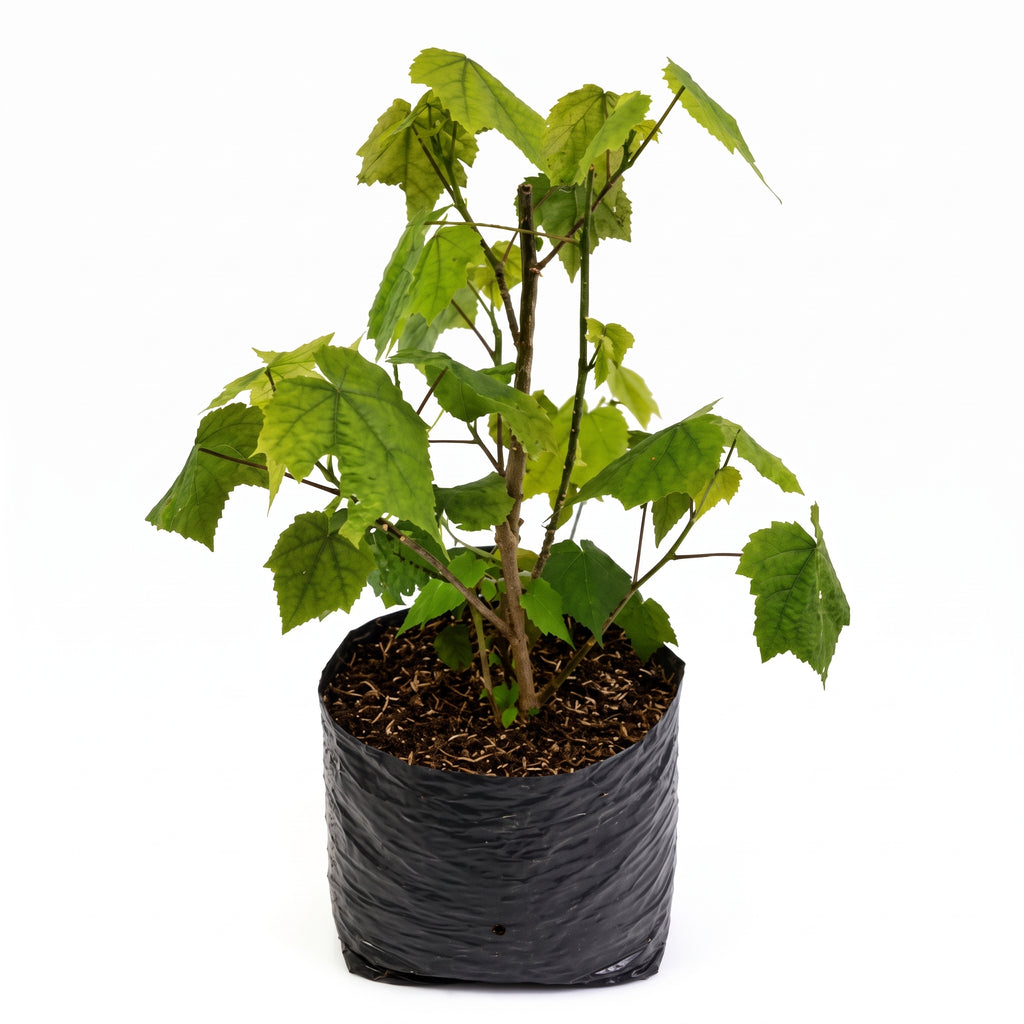 Abutilon farolito