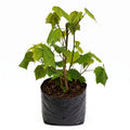 Abutilon farolito