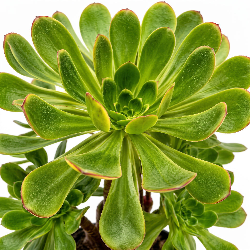 Adenium verde gris — foto 2