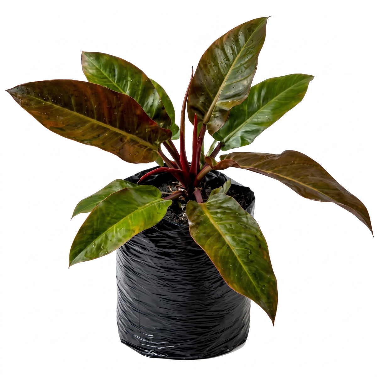 Filoendro burgundy
