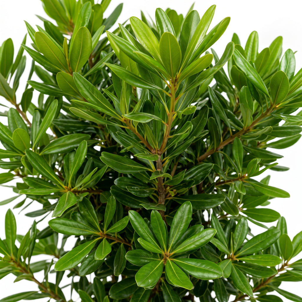 Pittosporum verde — foto 2