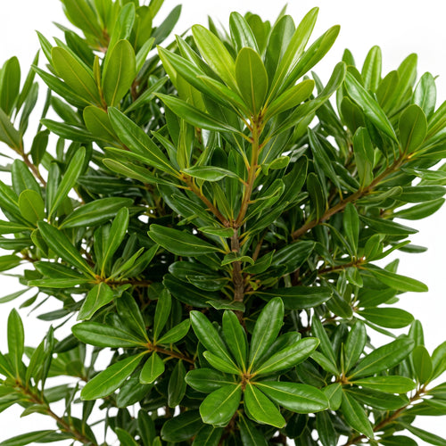 Pittosporum verde — foto 2