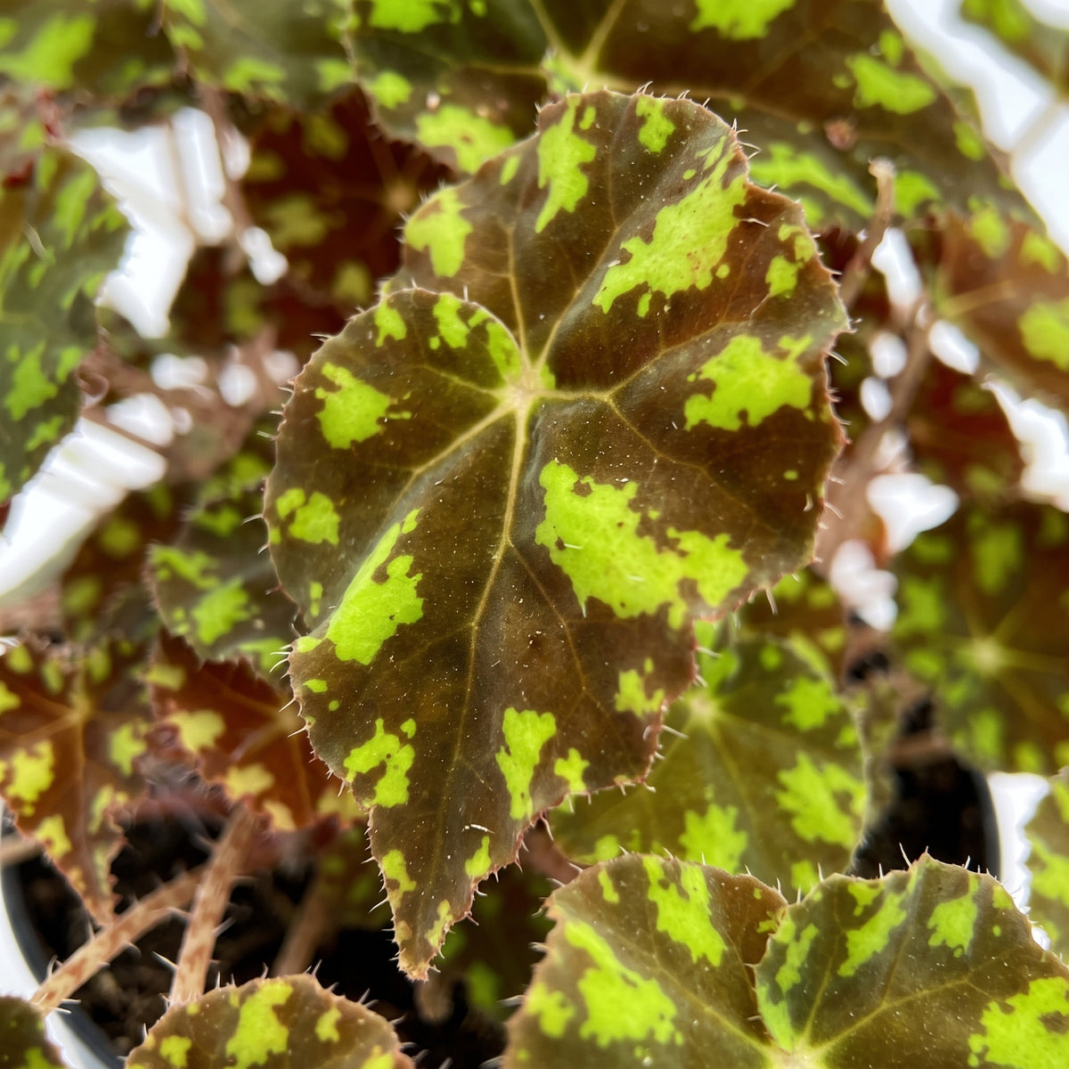 Begonia piel de sapo — foto 2
