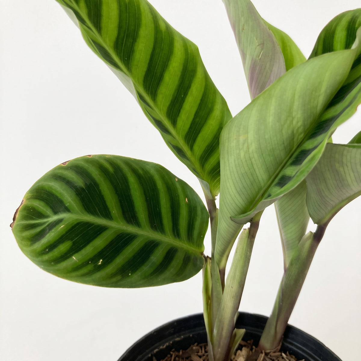 Calathea panna verde — foto 2