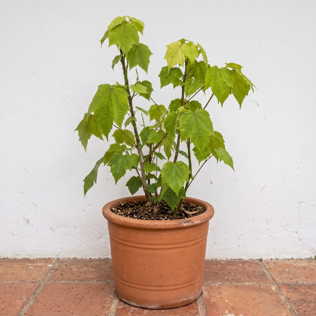 Abutilon farolito — foto 3