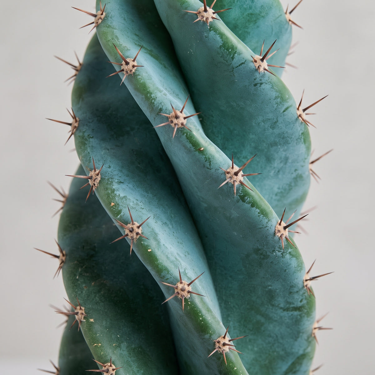 Cactus tornillo — foto 2