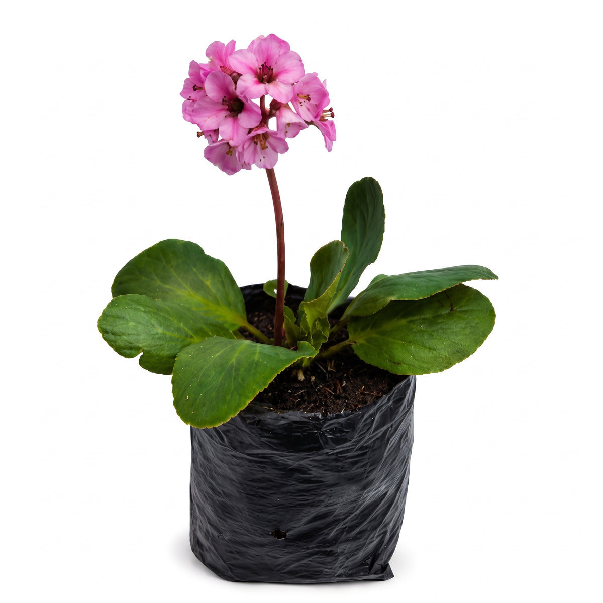 Bergenia