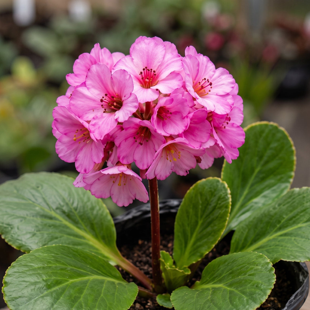 Bergenia — foto 2