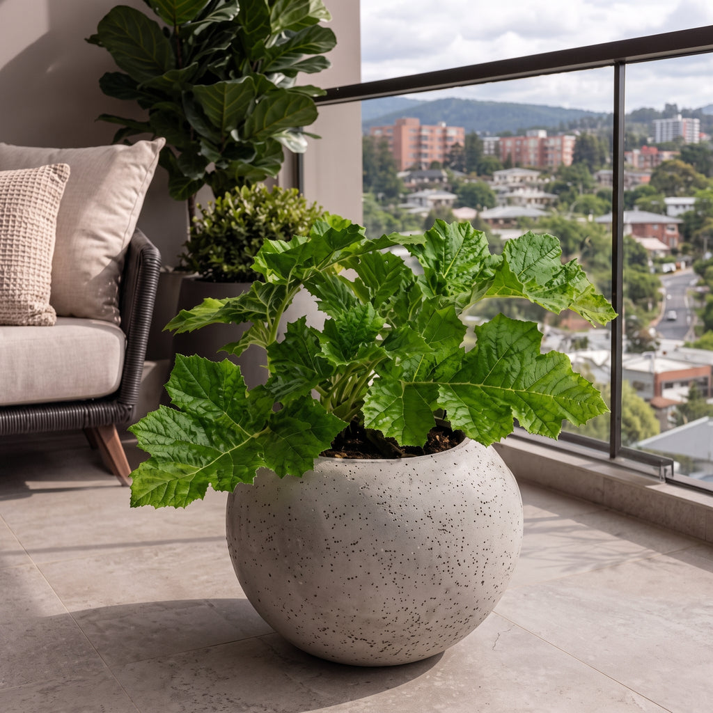 Acanto — foto 3