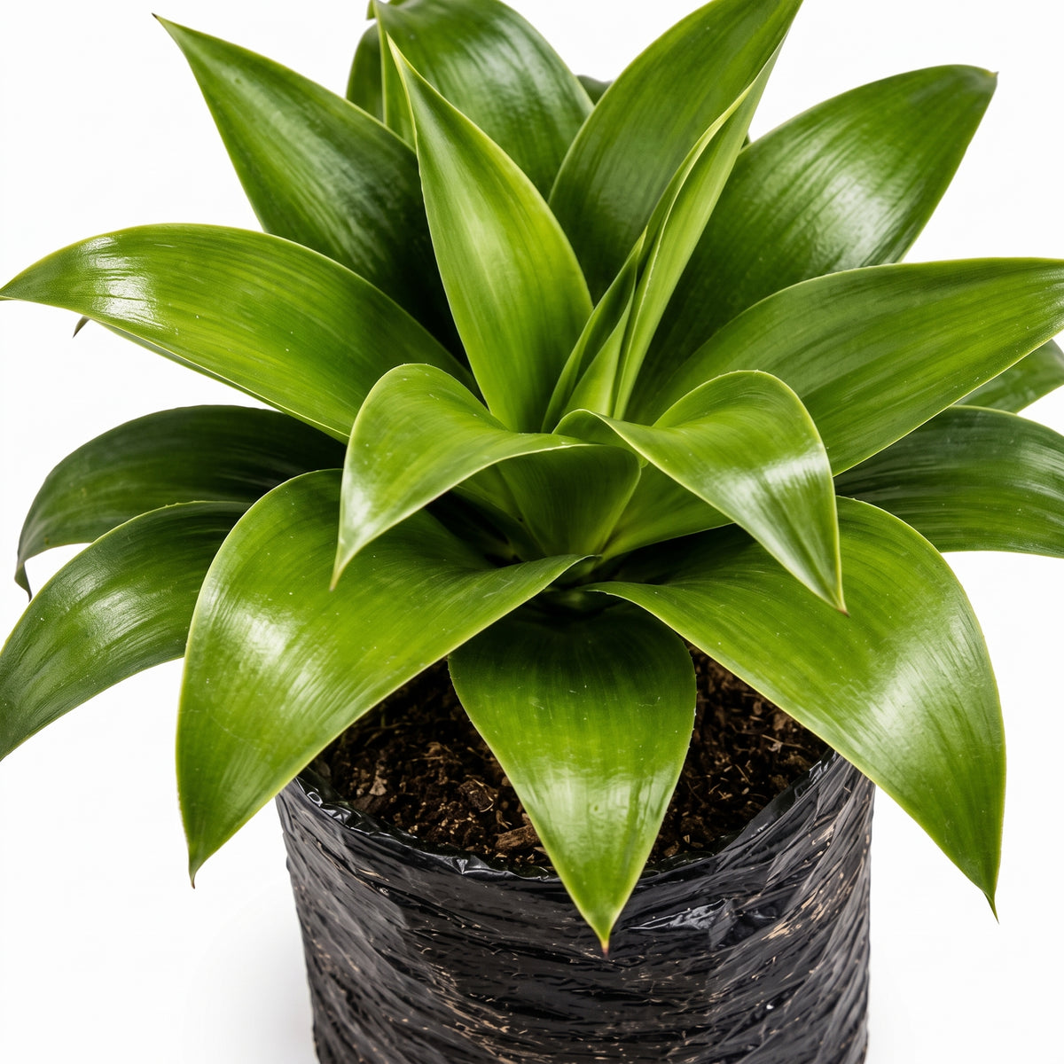 Agave verde liso — foto 2