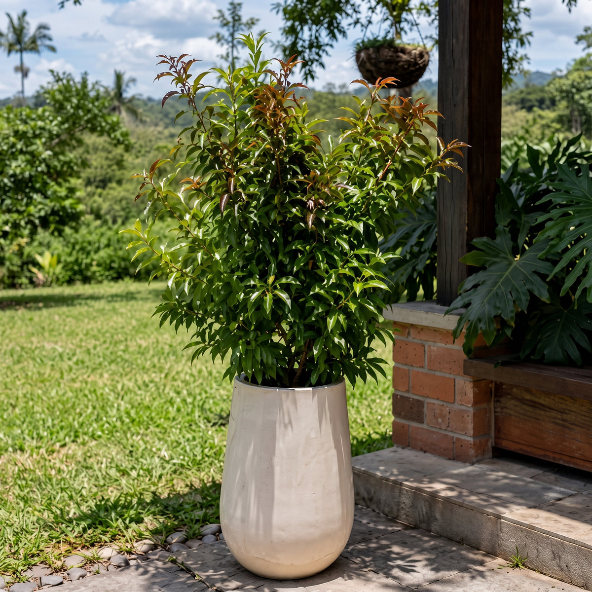 Eugenia — foto 3