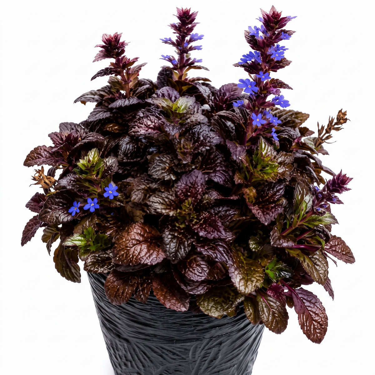 Ajuga morada — foto 2