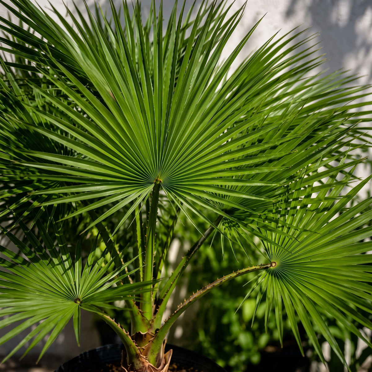 Palma washingtonia — foto 2