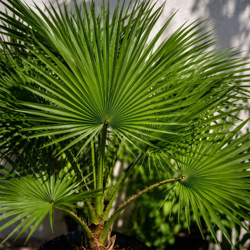 Palma washingtonia — foto 2