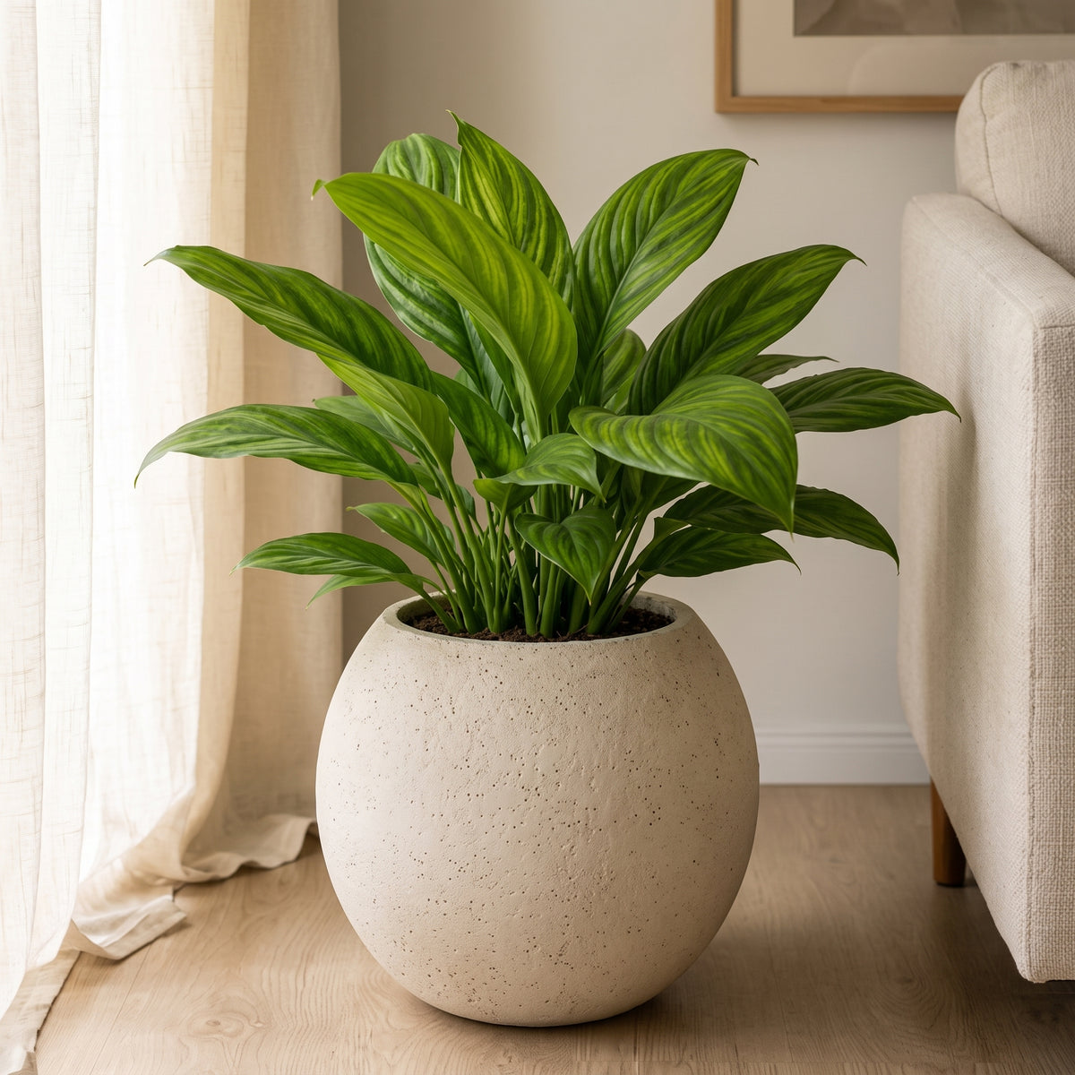 Miami negro, planta de interior en bolsa – Las Palmas y Jardines de Manuel