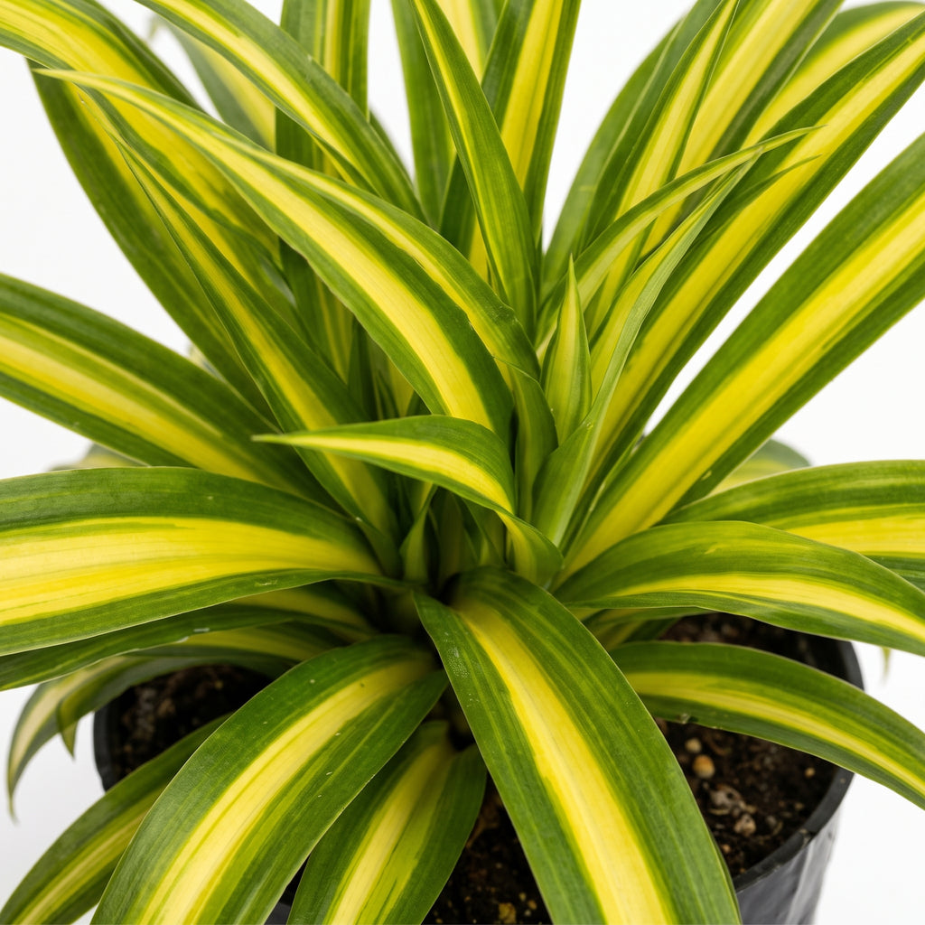 Cinta mala madre variegada — foto 2