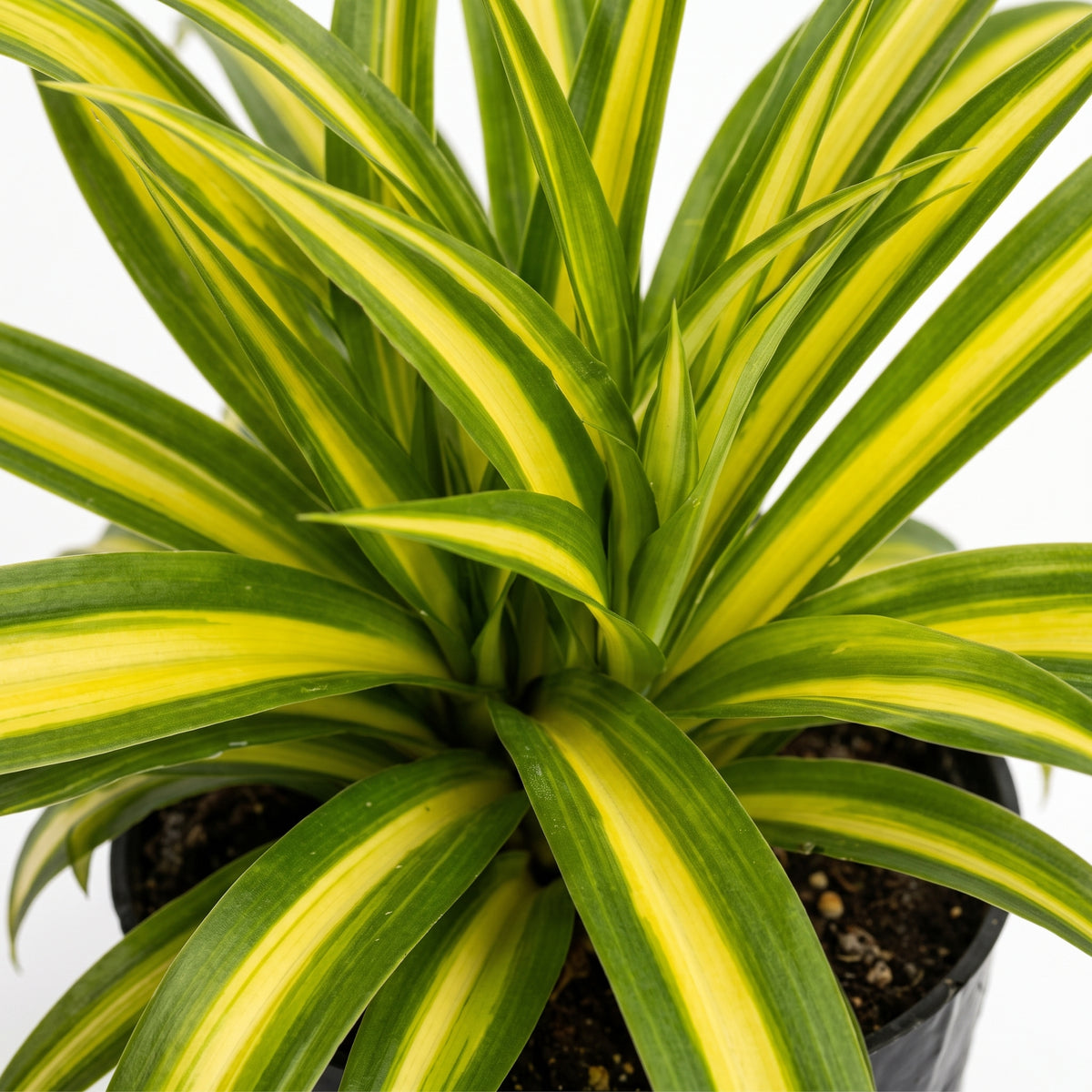 Cinta mala madre variegada — foto 2
