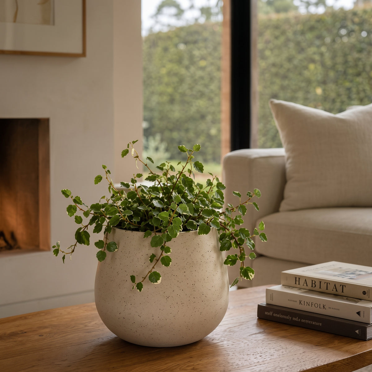 Ficus rastrero — foto 3