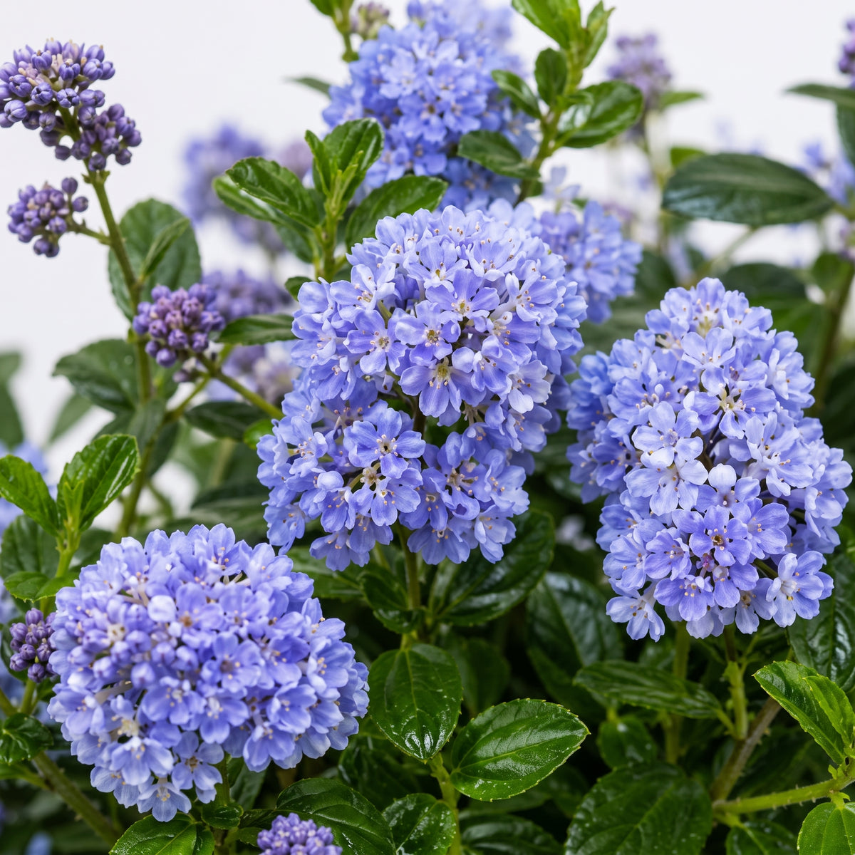 Ceanothus — foto 2