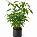 Lucky bamboo verde