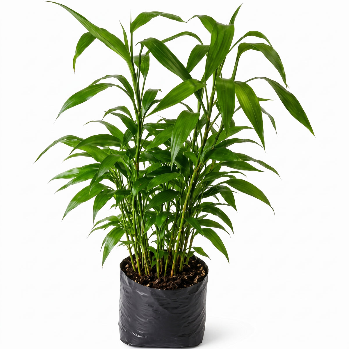Lucky bamboo verde