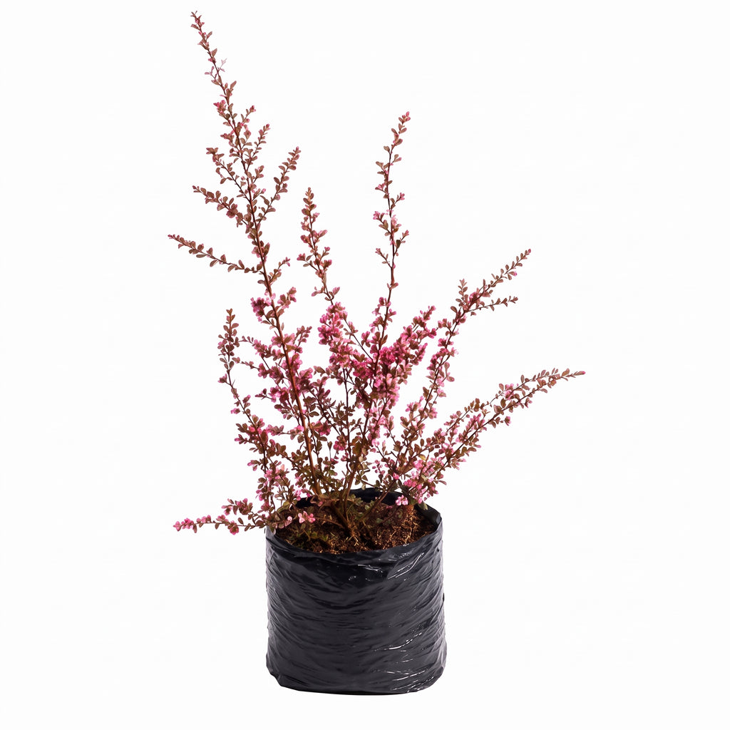 Leptospermum