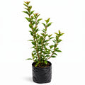 Ligustro de la china