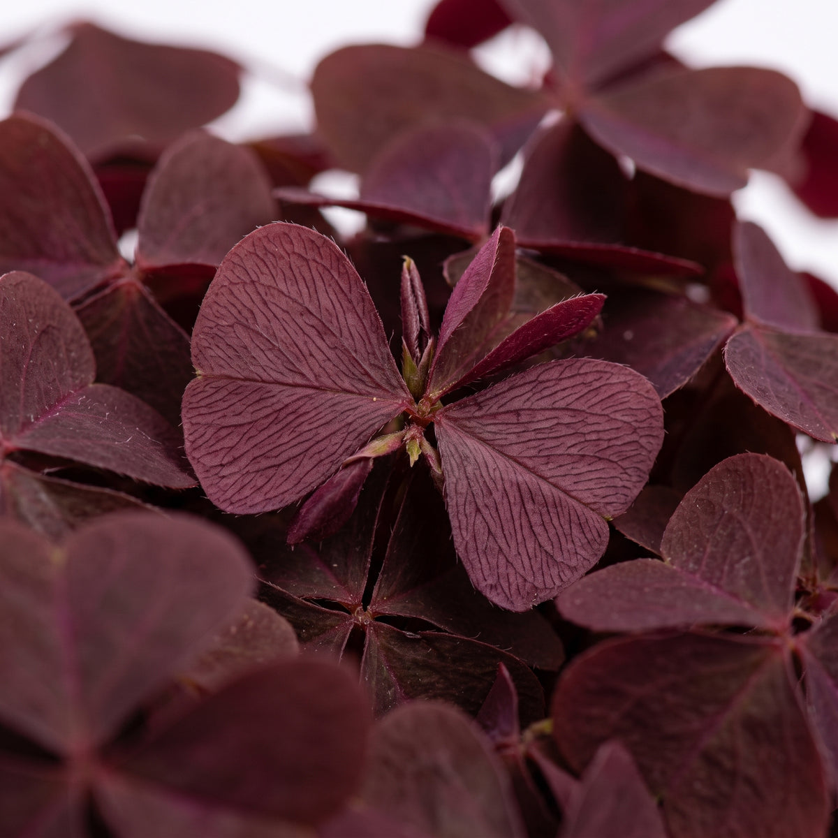 Trébol morado — foto 2