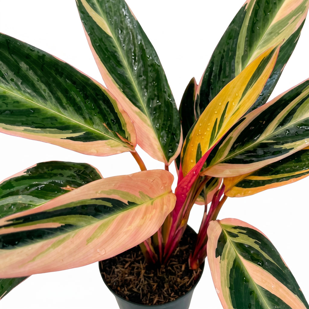 Calathea pluma de indio — foto 2