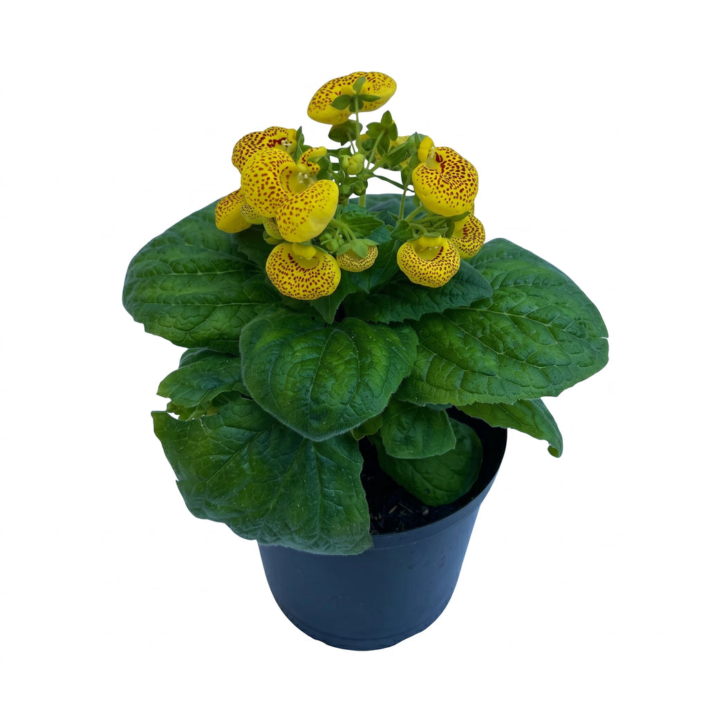 Calceolaria