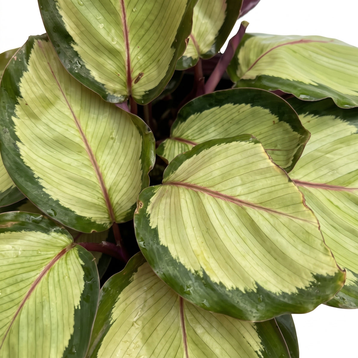 Calathea medallón — foto 2