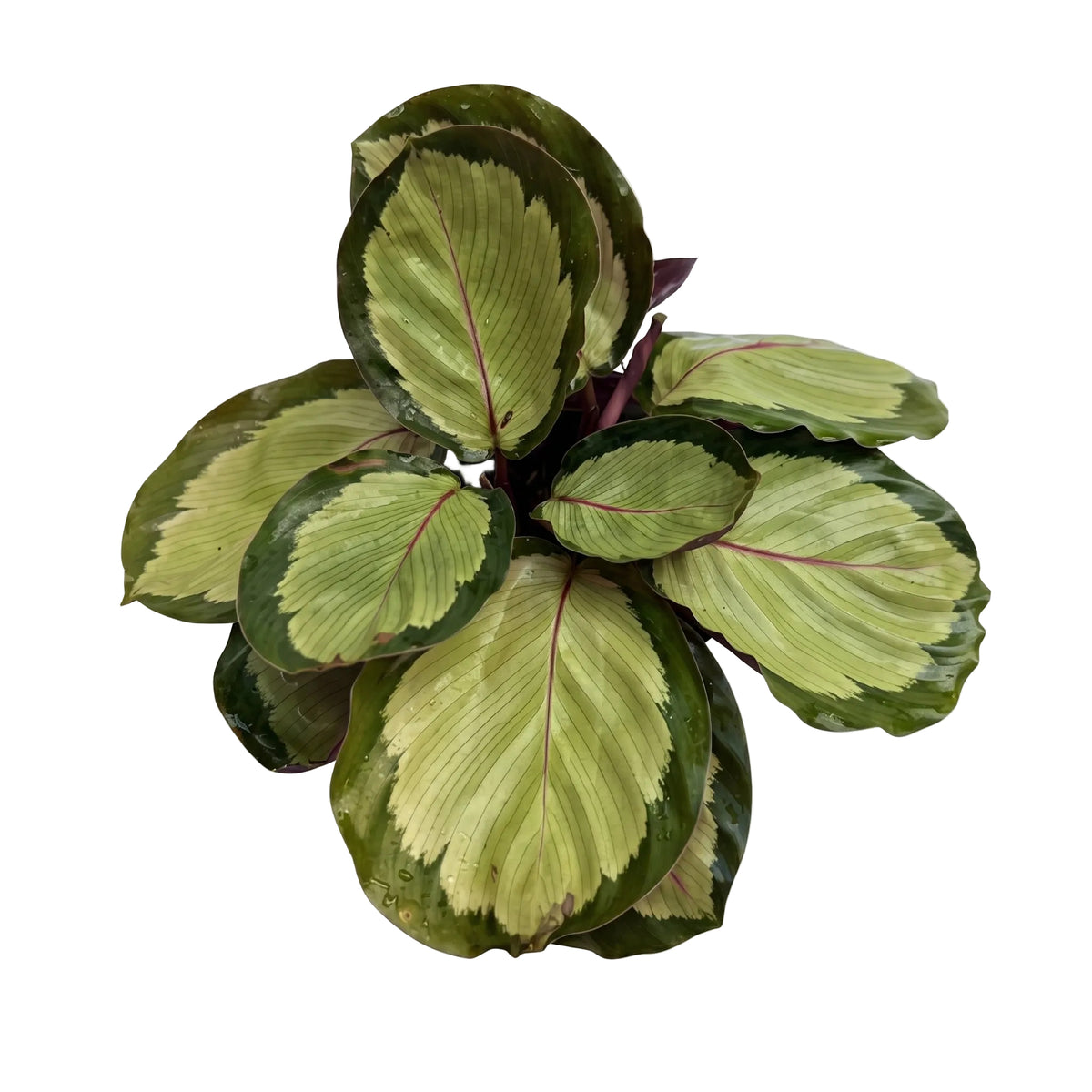 Calathea medallón