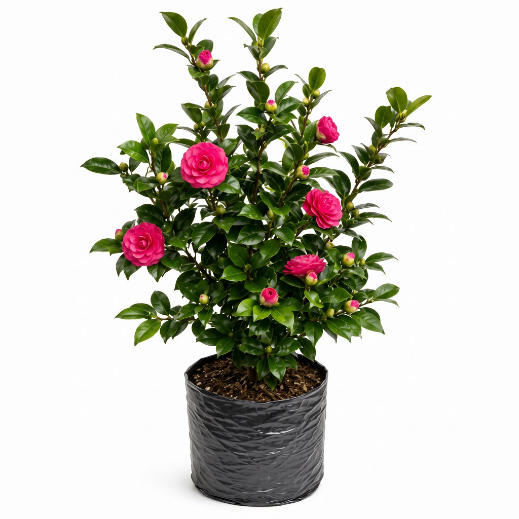 Camelia doble