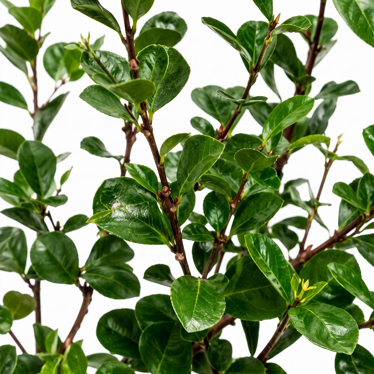 Feijoa — foto 2