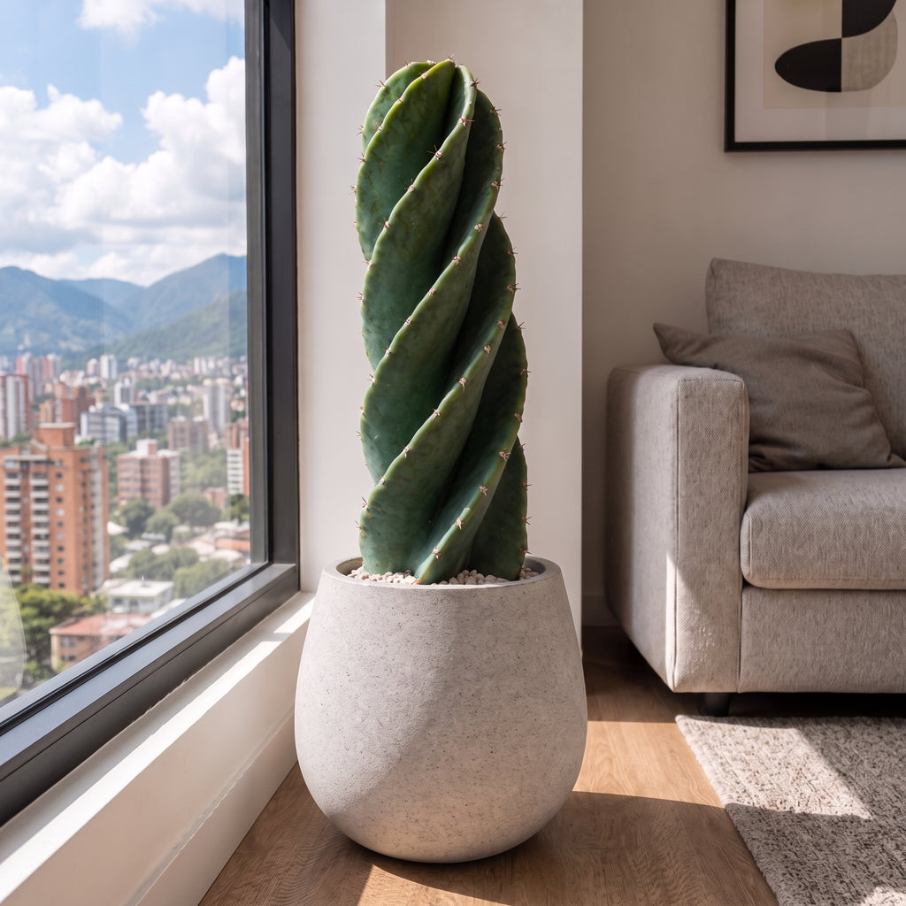 Cactus tornillo — foto 3