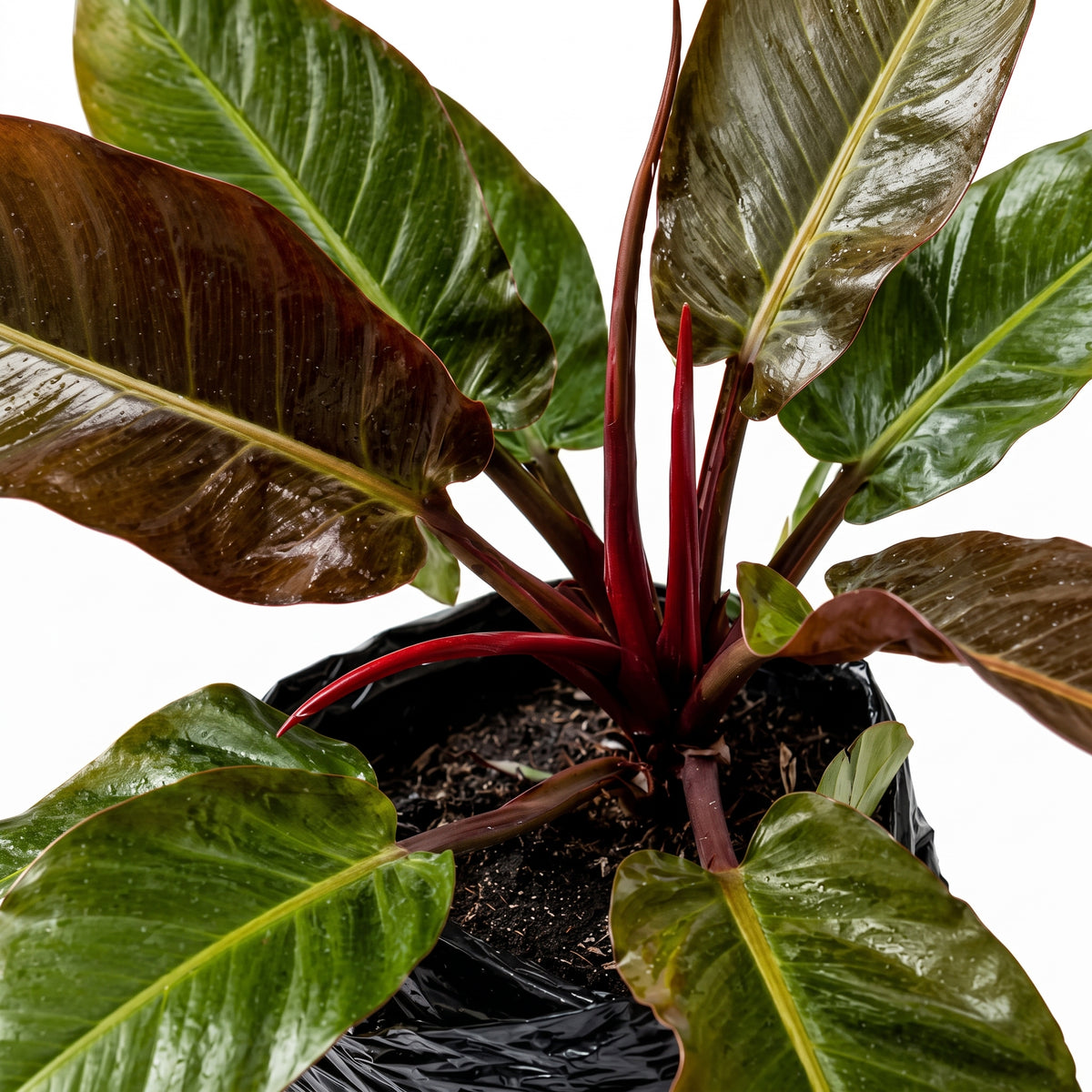 Filoendro burgundy — foto 2