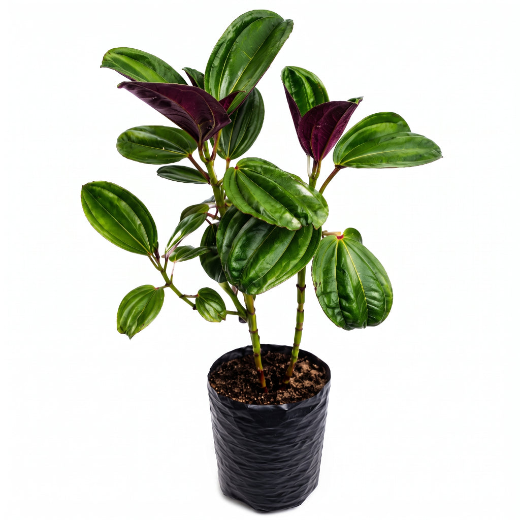 Amarrabollo morado