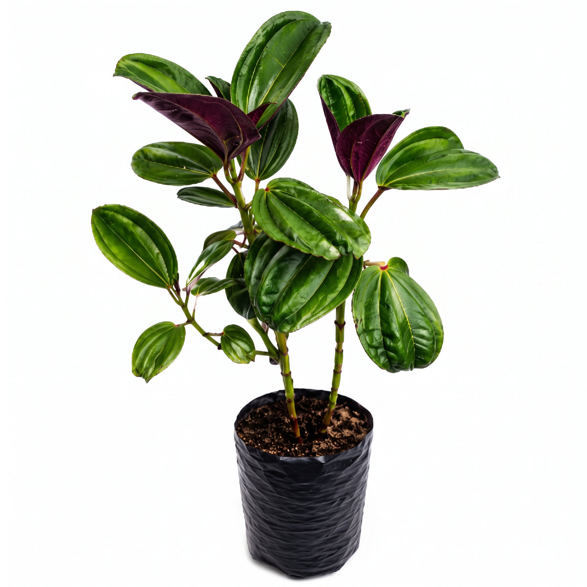 Amarrabollo morado