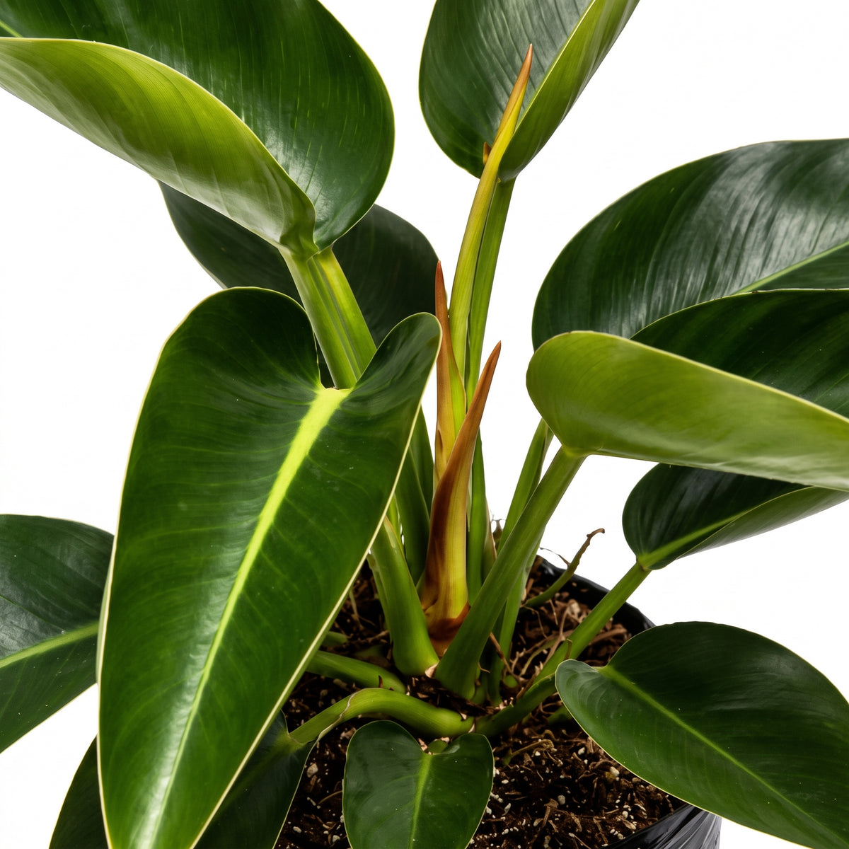 Filoendro congo verde — foto 2