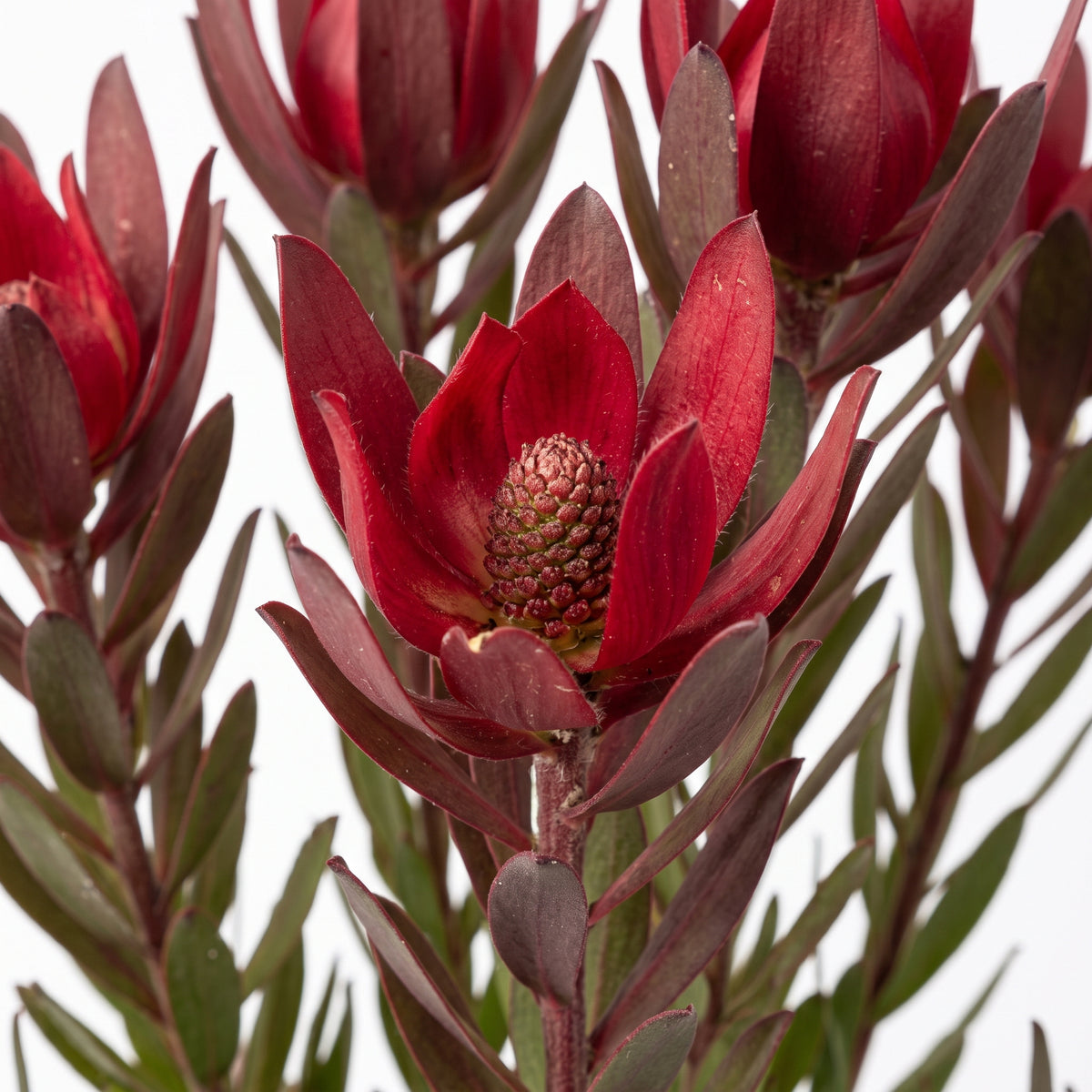 Protea roja — foto 2