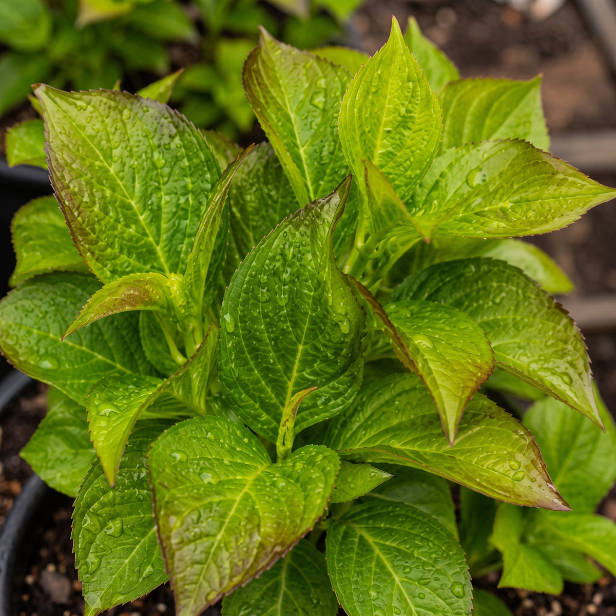 Hortensia común — foto 2