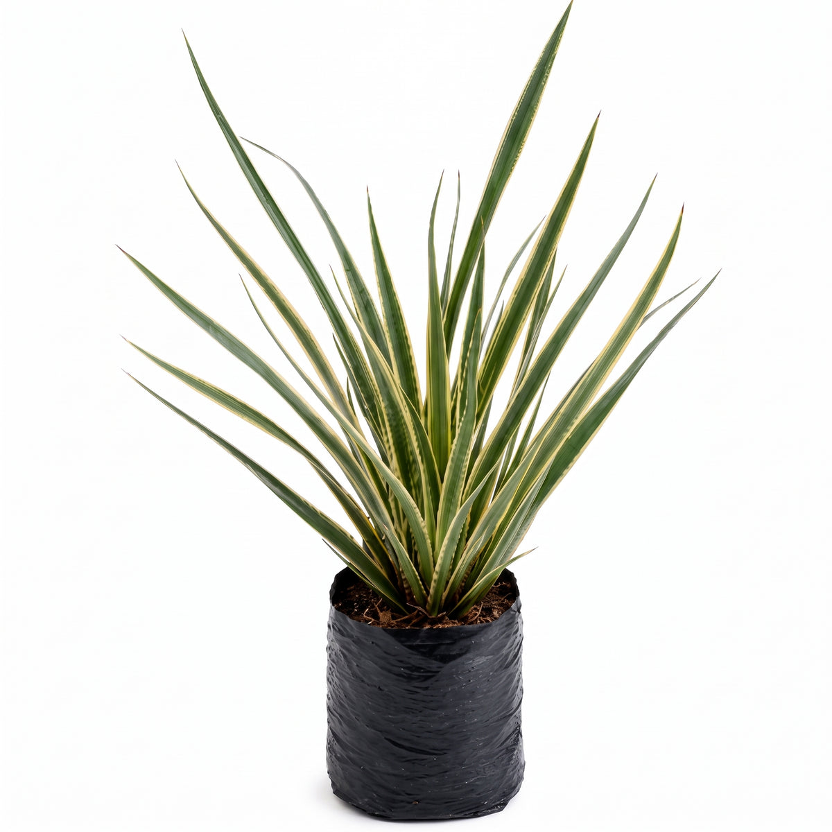 Lino variegado