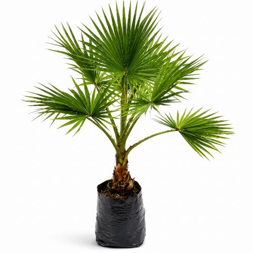 Palma washingtonia