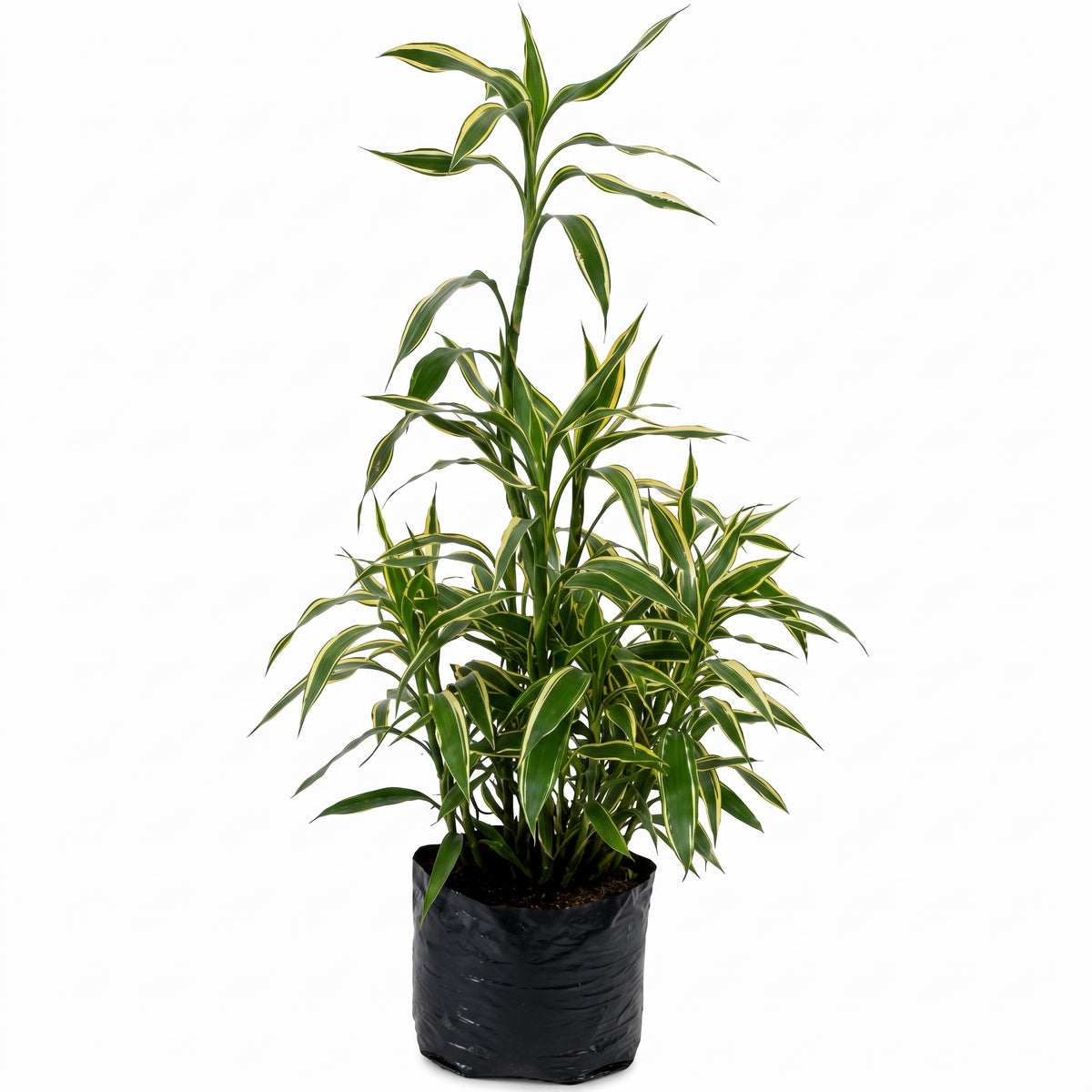 Lucky bamboo variegado