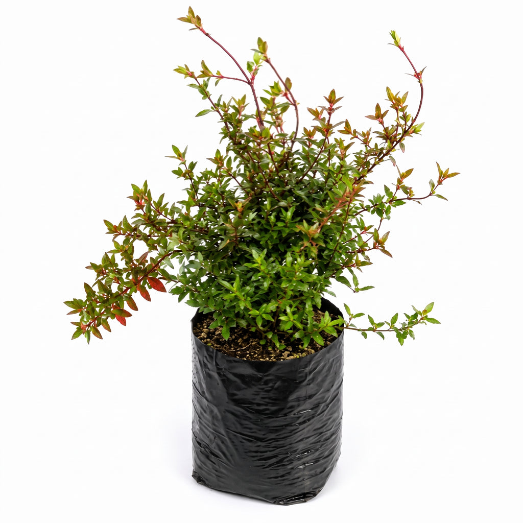 Abelia