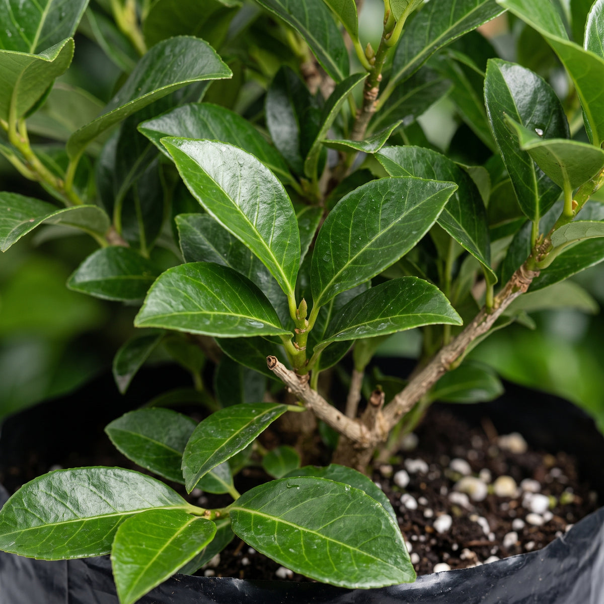 Viburnum — foto 2